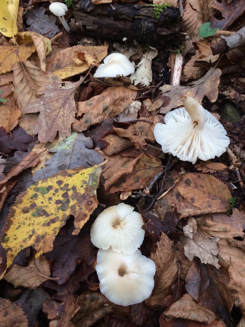 bianco, diafano... da determinare